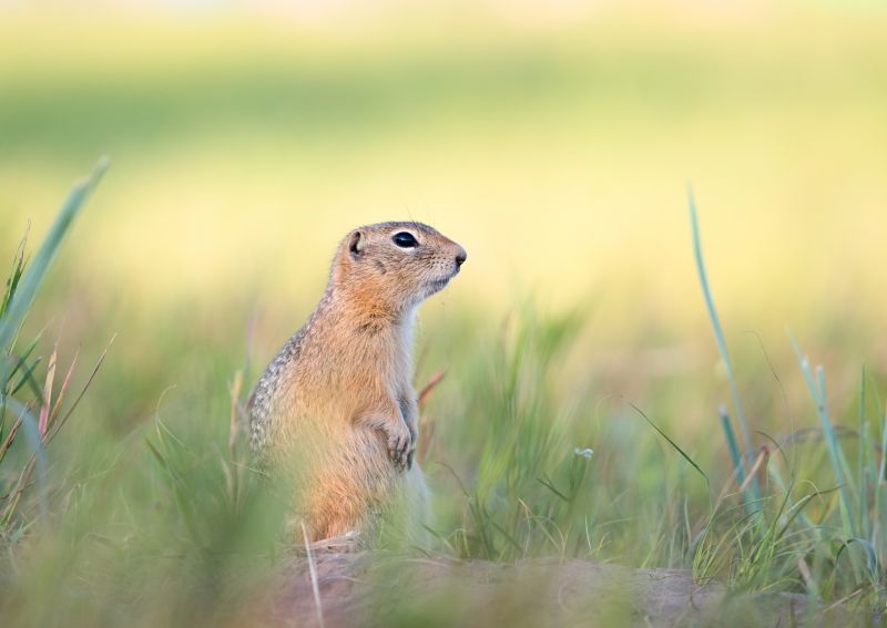 How Gophers Damage Lawns, Landscapes, And Properties