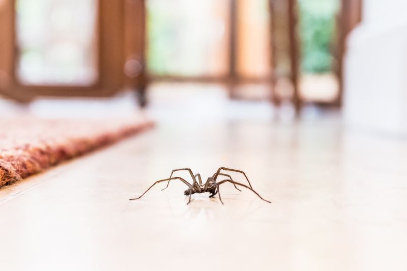 Spider Extermination Service in Rockwall, TX