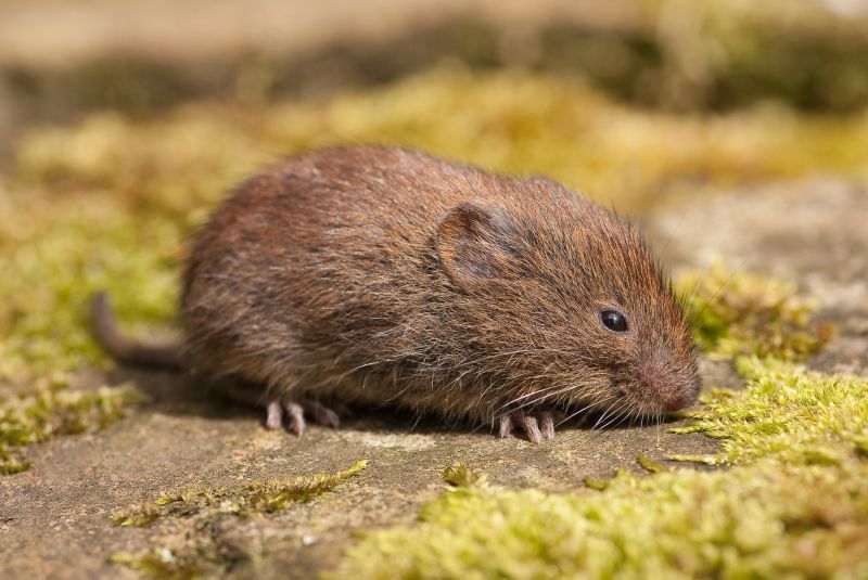 Vole Control