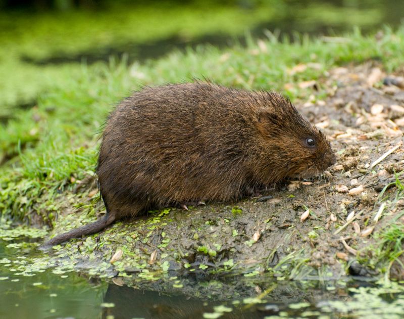 Vole Control