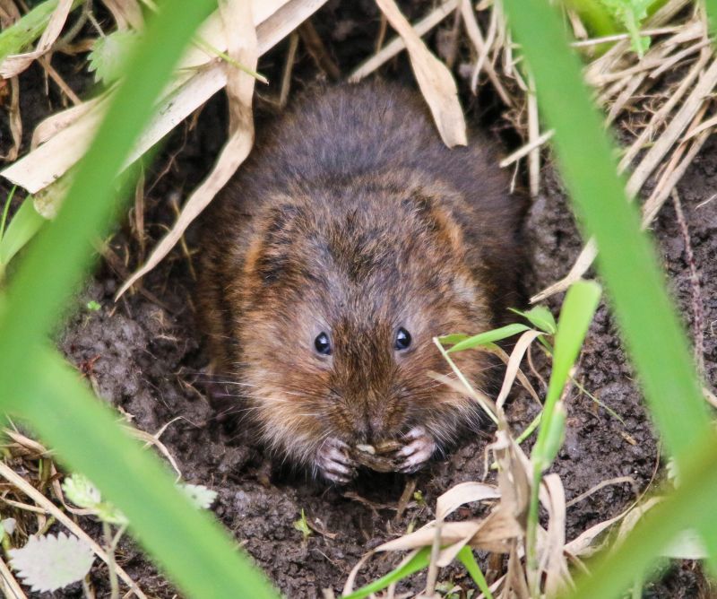Vole Damage in Lawns