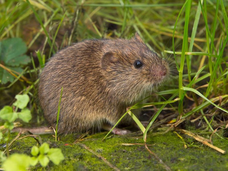 DIY Vole Control Products
