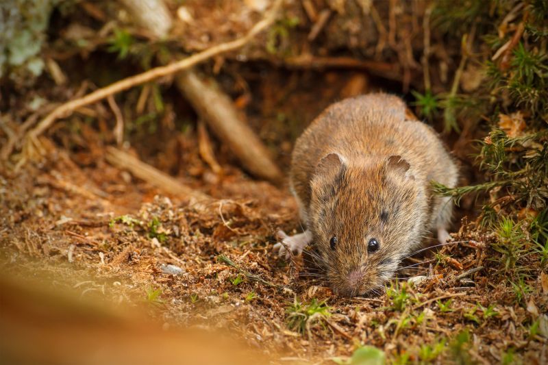 vole control
