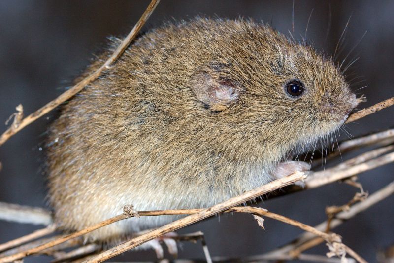 vole control