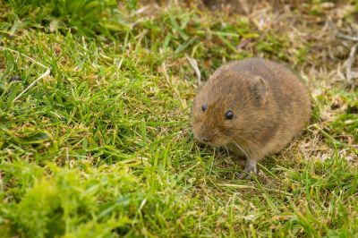 Vole Control - Vole Control Glenview, Illinois